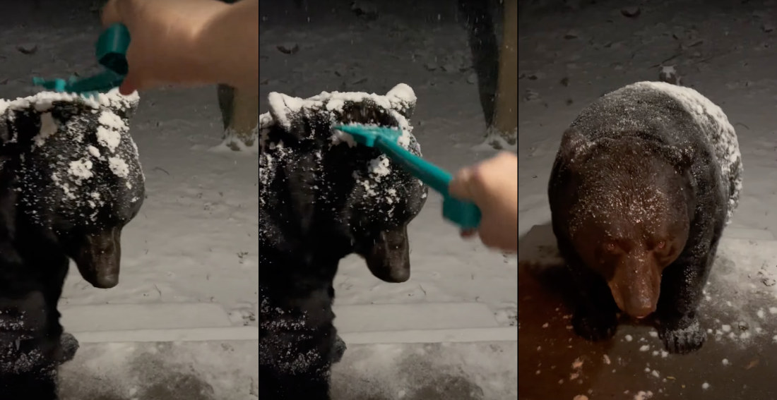 Woman Casually Rakes Snow Off Bear On Her Porch