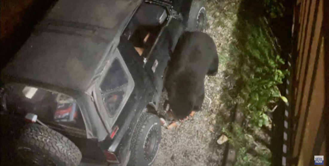 Bear Breaks Into Jeep, Drinks 69 Cans Of Soda