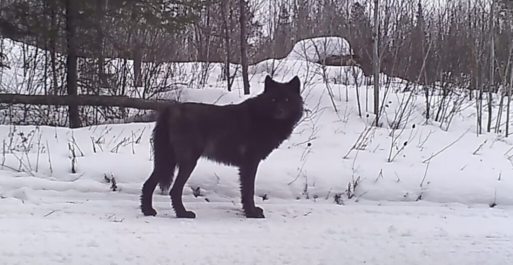 Trailcam Captures Footage Of Rare Black Wolf In Minnesota