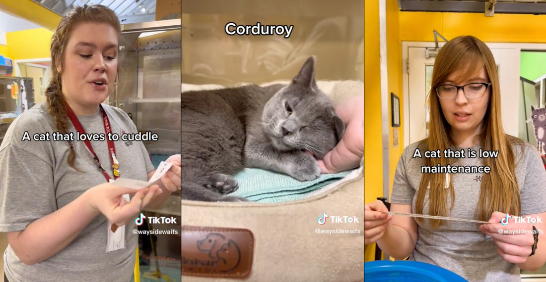 Shelter Provides Recommendations Based On Cat Traits, Everyone Gets Adopted