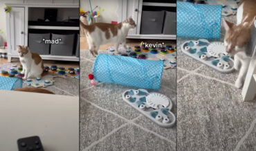 Cat Complains He Wants To See His Friend Kevin