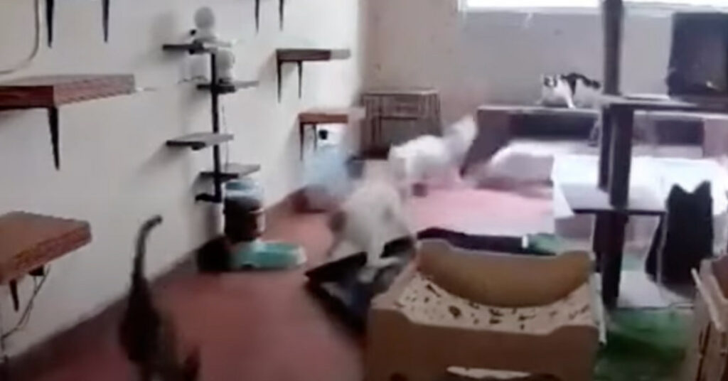 Cat Knocks Over Pan, Entire Roomful Of Cats Go Completely Nuts