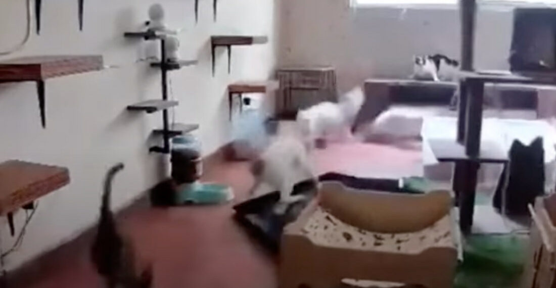 Cat Knocks Over Pan, Entire Roomful Of Cats Go Completely Nuts