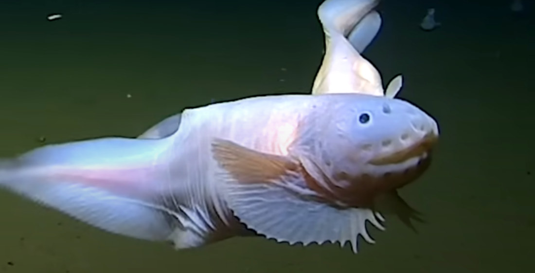 The Deepest-Living Fish Ever Captured On Video, At A Depth Of 5.18 Miles!