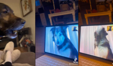 Two Long Distance Dog Friends Chat Over FaceTime