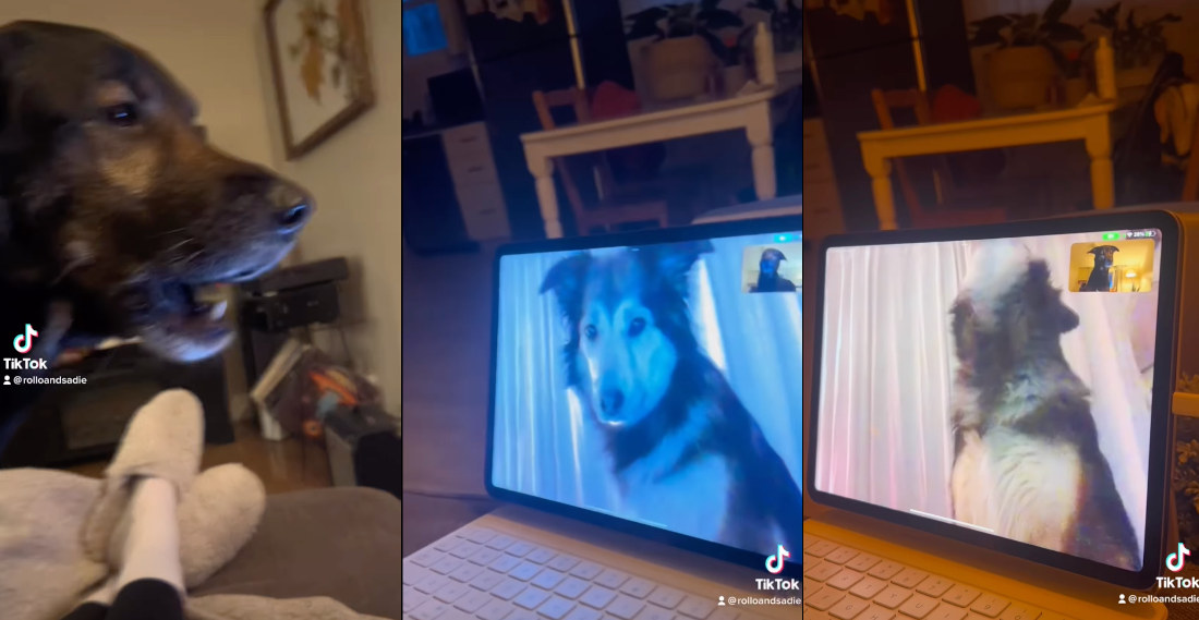 Two Long Distance Dog Friends Chat Over FaceTime
