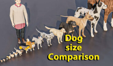 Dog Breed Size Comparison