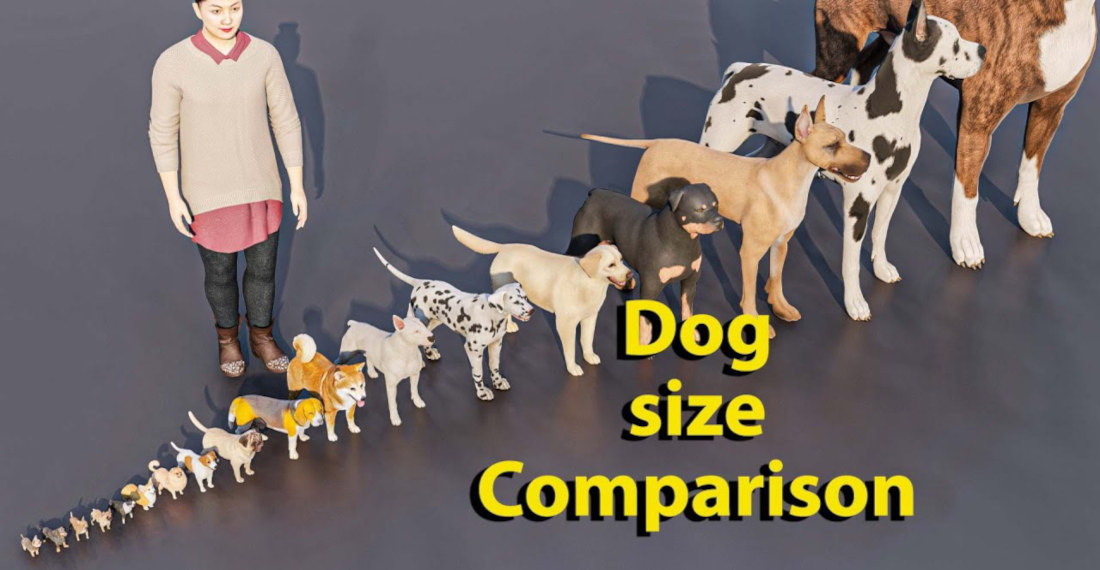 Dog Breed Size Comparison
