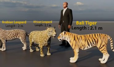 Feline Size Comparison: Lions And Tigers And Housecats, Oh My!