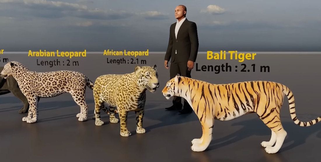 siberian tiger size comparison to human