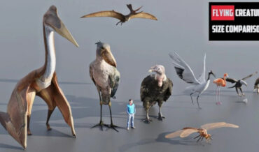Visual Size Comparison Of Flying Creatures From Yesteryear And Today