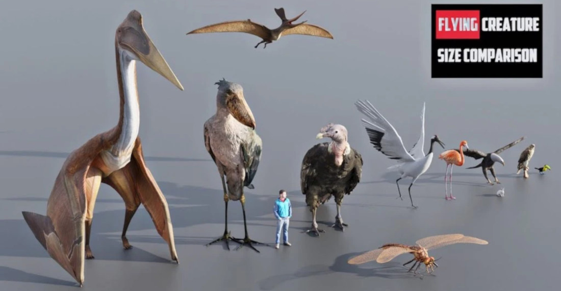 Visual Size Comparison Of Flying Creatures From Yesteryear And Today