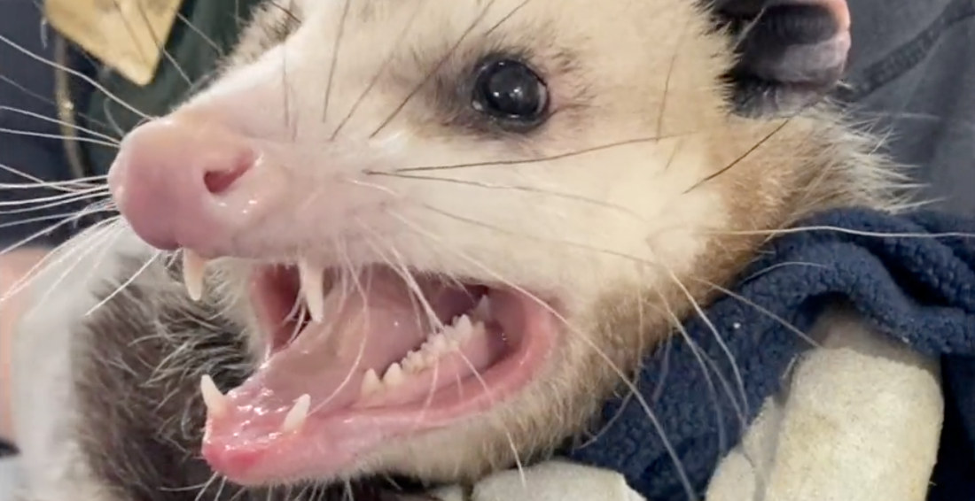 The Sound Of An Opossum Growling
