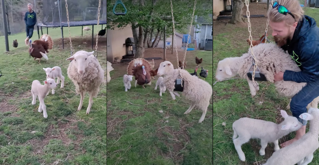 Sheep Gets Stuck On Swing Set