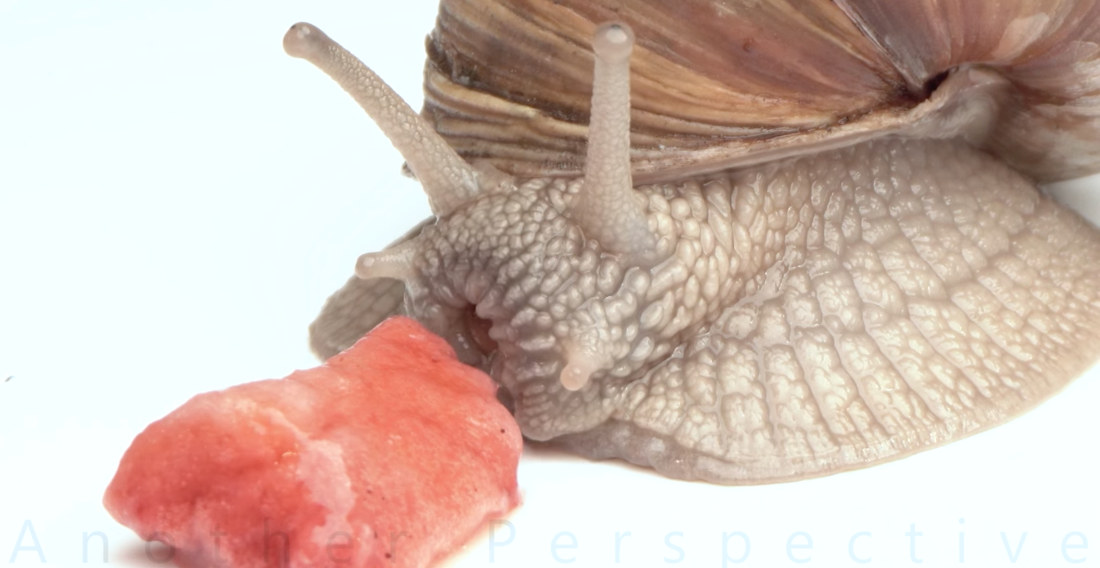 Macro View Of A Snail Eating A Strawberry