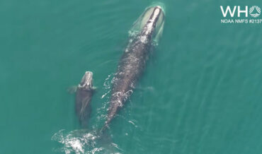 Rare Footage Of North Atlantic Right Whale Nursing And Bonding With Calf