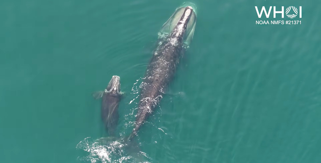 Rare Footage Of North Atlantic Right Whale Nursing And Bonding With Calf
