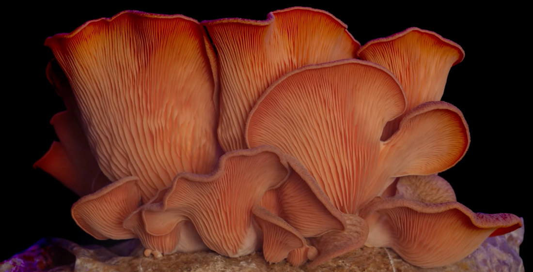 1,000 Days Of Mushrooms Growing Packed Into 3-Minute Timelapse
