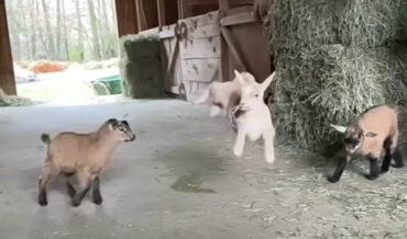 8-Minute Compilation Of Baby Goats Jumping In Slow Motion