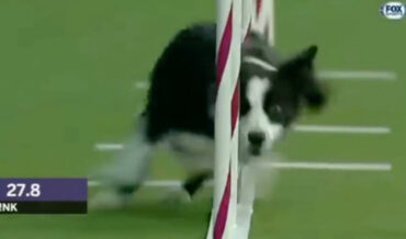 Border Collie Blasts Through Agility Course, Wins By Over 2 Seconds