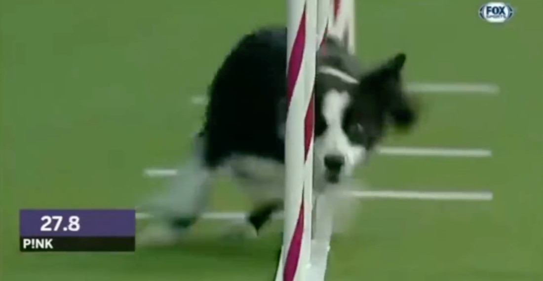 Border Collie Blasts Through Agility Course, Wins By Over 2 Seconds