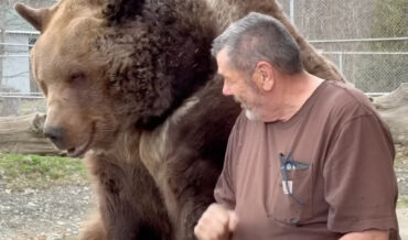Caretaker Hangs Out With Giant Rescued Brown Bear