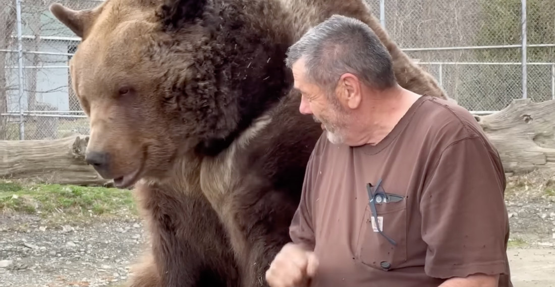 Caretaker Hangs Out With Giant Rescued Brown Bear