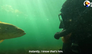 Diver Befriends Smallmouth Bass, Can Call Him With Special Sound