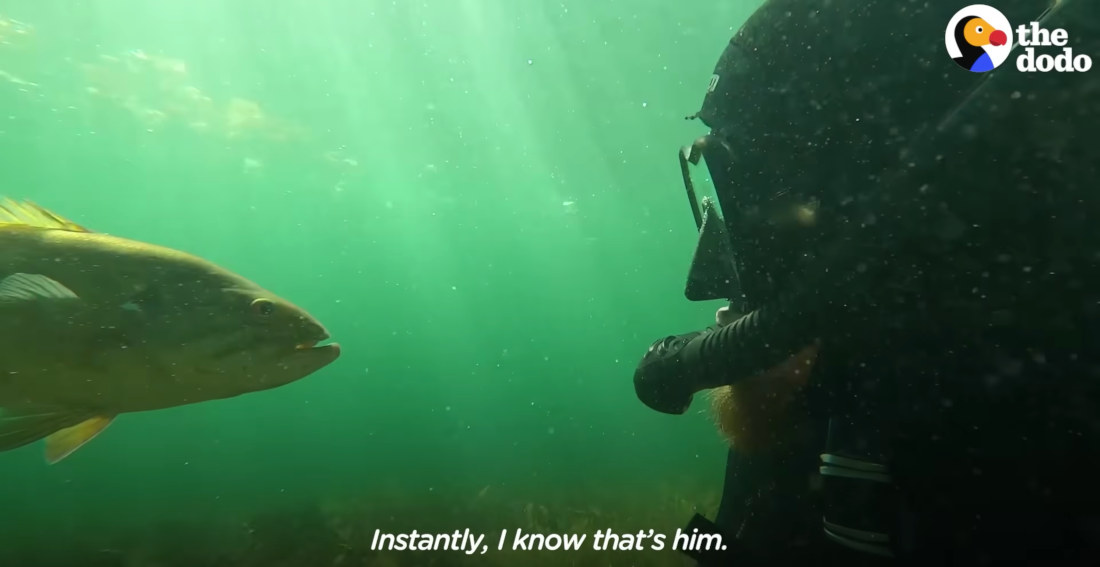 Diver Befriends Smallmouth Bass, Can Call Him With Special Sound