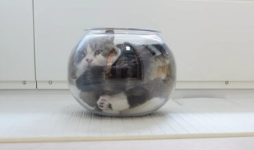 Maru The Cat Demonstrates His Ability To ‘Melt’ Into Fishbowls