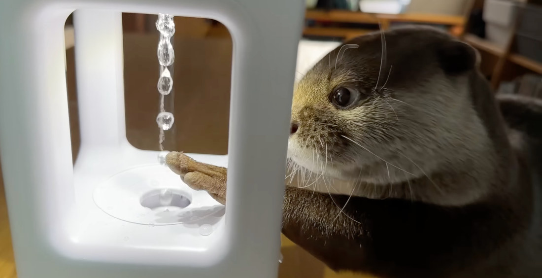 Otters React To Anti-Gravity Water Drop Illusion Machine