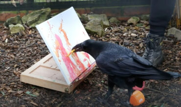 Raven Paints Abstract Art, It Belongs In A Museum