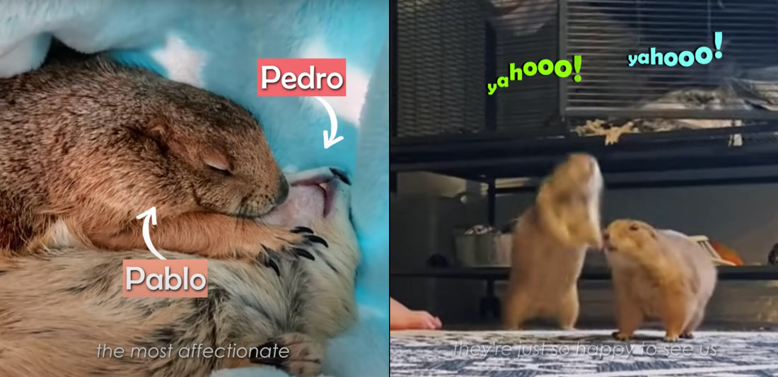 Video Of A Pair Of Rescue Prairie Dogs Living The Dream