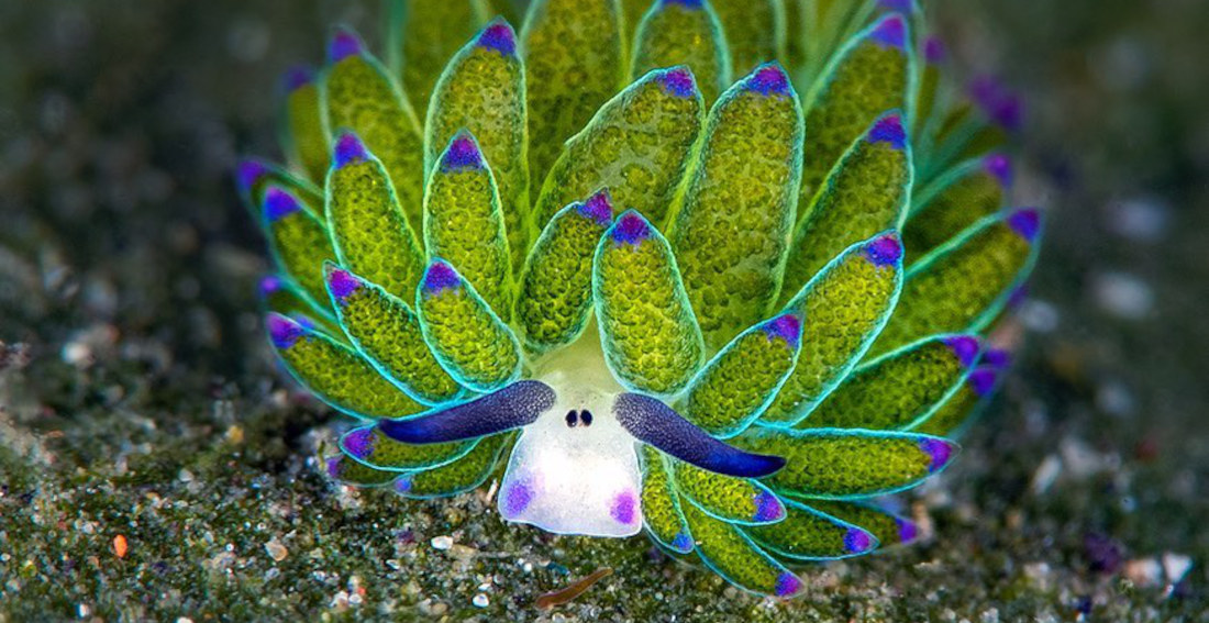 A Sea Slug That Looks Just Like Shaun The Sheep