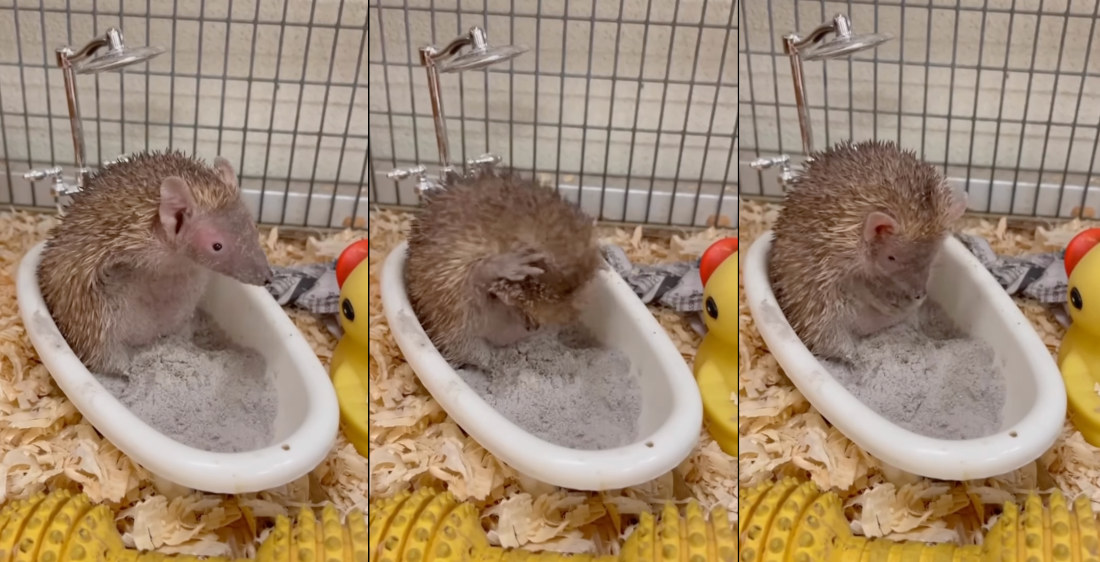 Tiny Hedgehog-Like Tenrec Takes Dust Bath In Miniature Bathtub