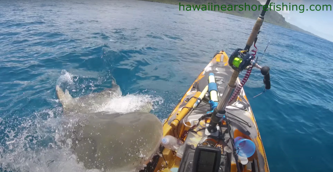 Large Tiger Shark Attacks Kayak