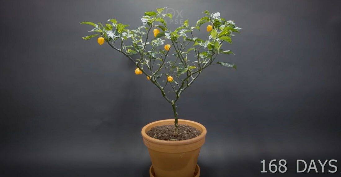 Timelapse Of Yellow Habanero Peppers Growing From Seed To Fruit In 168 Days