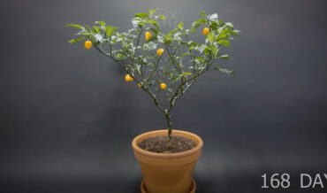 Timelapse Of Yellow Habanero Peppers Growing From Seed To Fruit In 168 Days