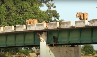 Baboons Hide From Lions By Hanging Out Beneath Bridge