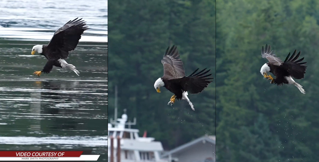 Bald Eagle Grabs Fish From Water, Quickly Eats In Mid-Air