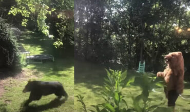 Man Scares Bear From Backyard With His Own Bear Costume