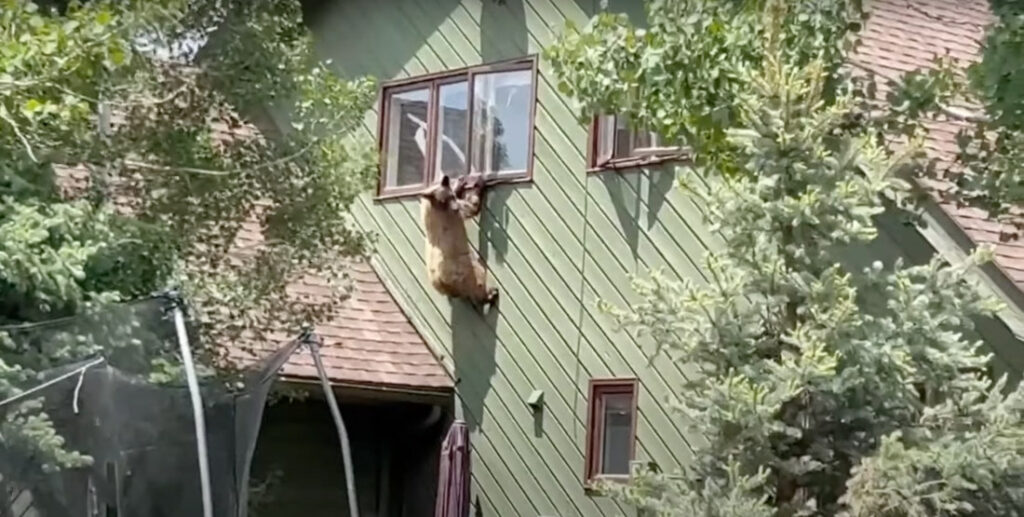Bear Tries To Make Escape Out Home's 2nd Story Window