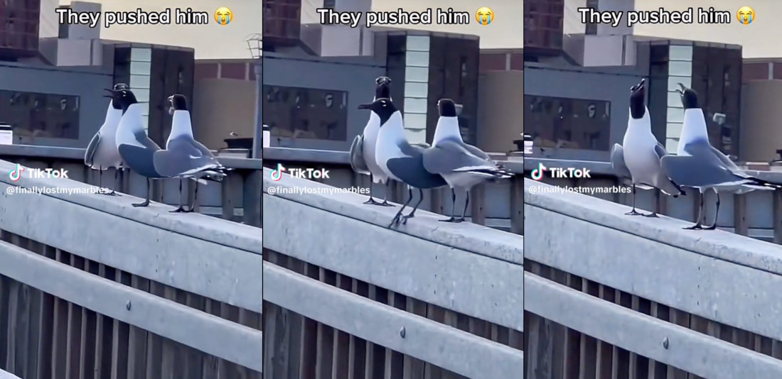 Two Birds Push Other Bird Off Ledge Then Laugh About It