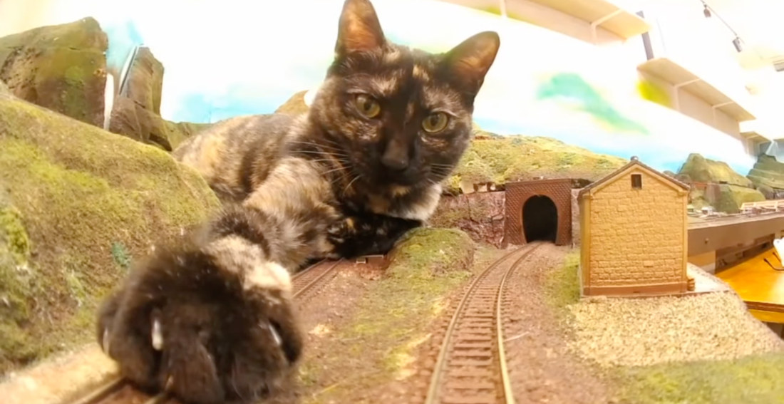 Giant Cats Play With The Model Trains At A Japanese Restaurant