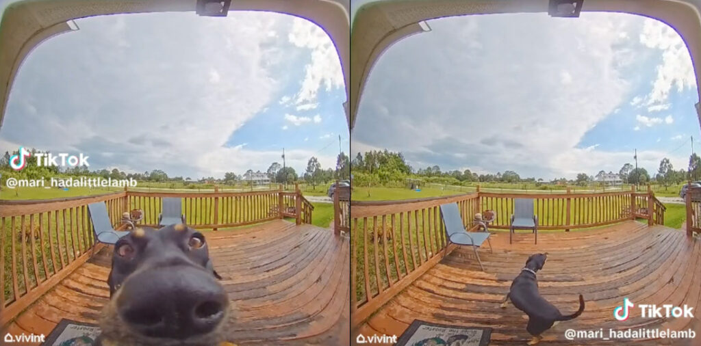 Dog Rings Doorbell, Barks At Itself Because Someone's At The Door