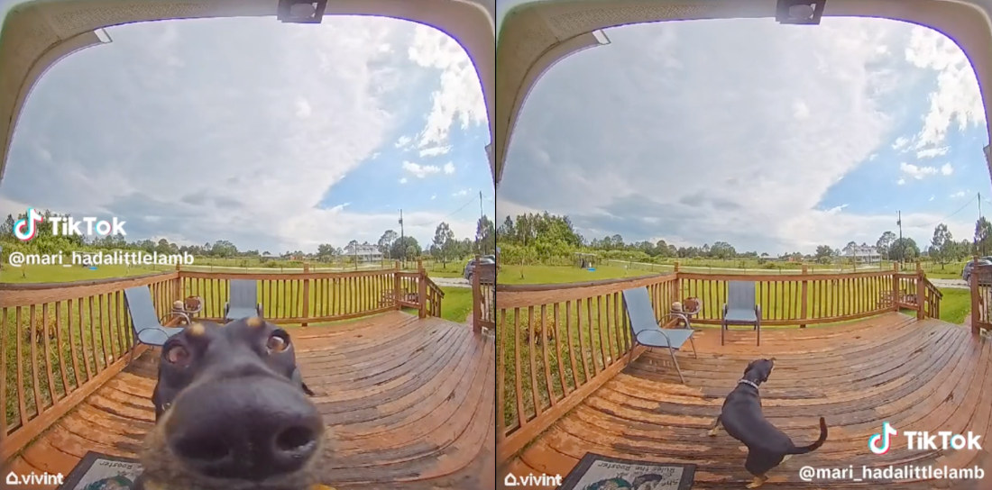 Dog Rings Doorbell, Barks At Itself Because Someone’s At The Door