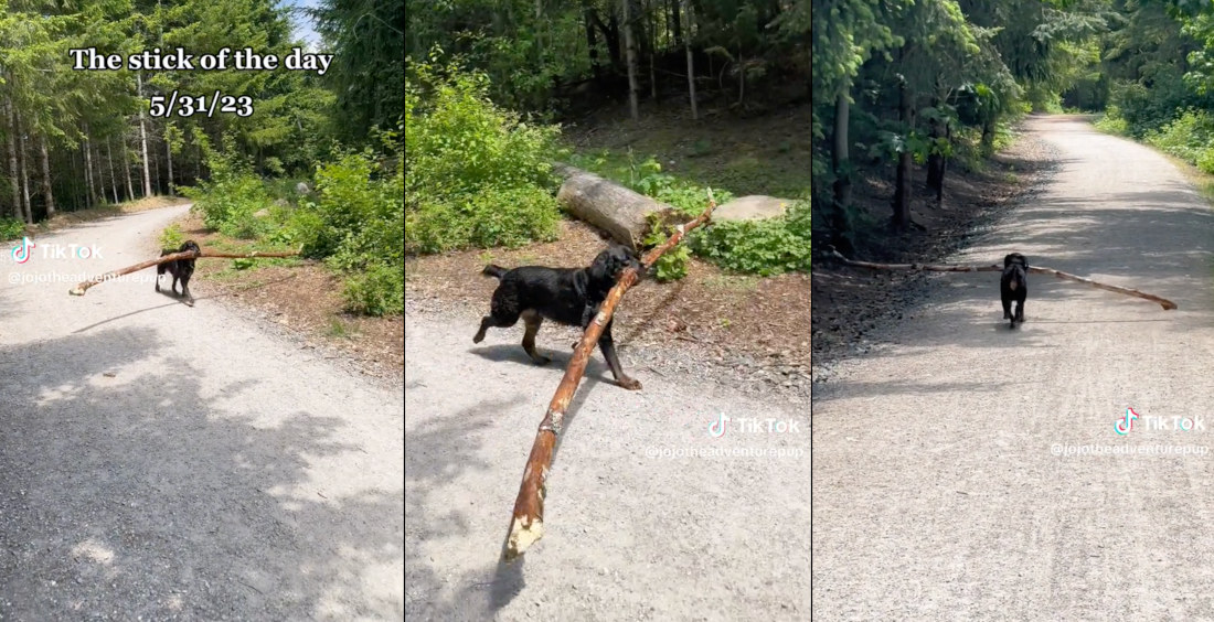 Dog Proudly Running Down Trail With Its Giant Stick