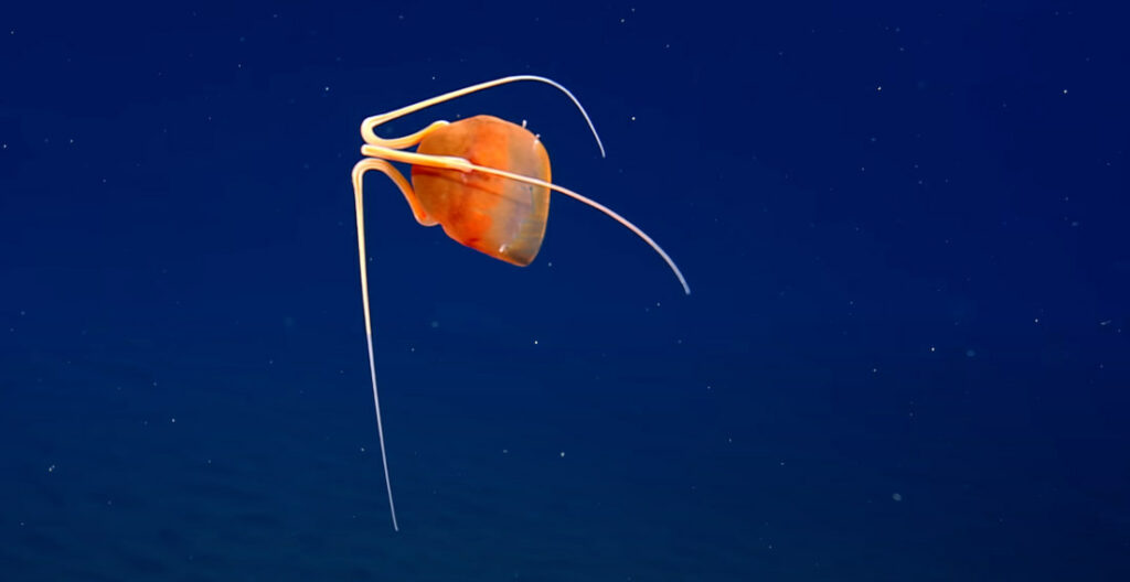 Second Known Sighting Of Rare 'Facehugger' Jellyfish