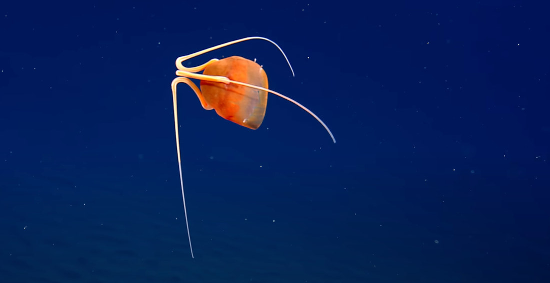 Second Known Sighting Of Rare ‘Facehugger’ Jellyfish