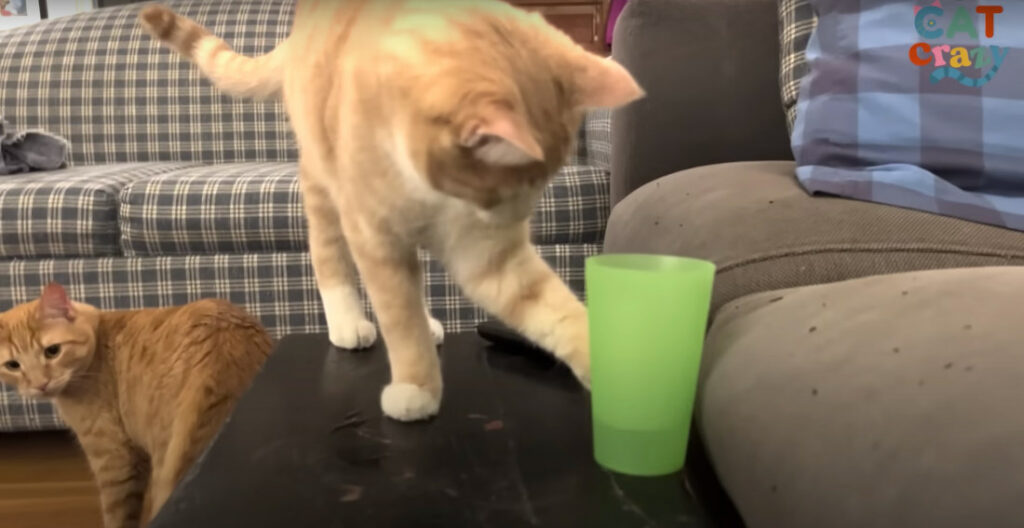 Kitten Brothers Knock Over Ever Glass Of Water